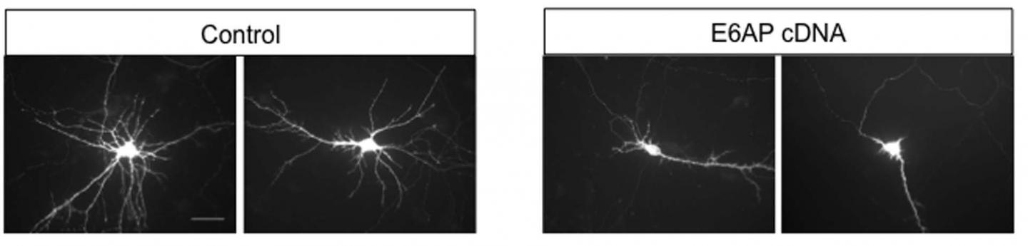 Stunted Dendrites