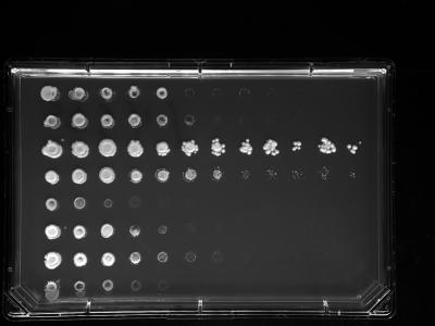 Closeup of Plate