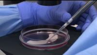 Close up of Research in Jessica Young's lab