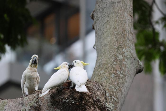 Cockatoos