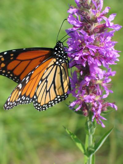 Purple Loosestrife (2 of 2)