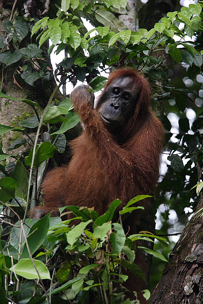 Sumatran Orangutans (2 of 2)