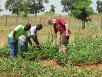 African Cowpea Field