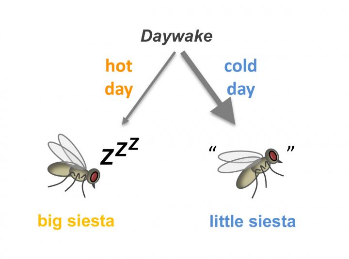 Daywake
