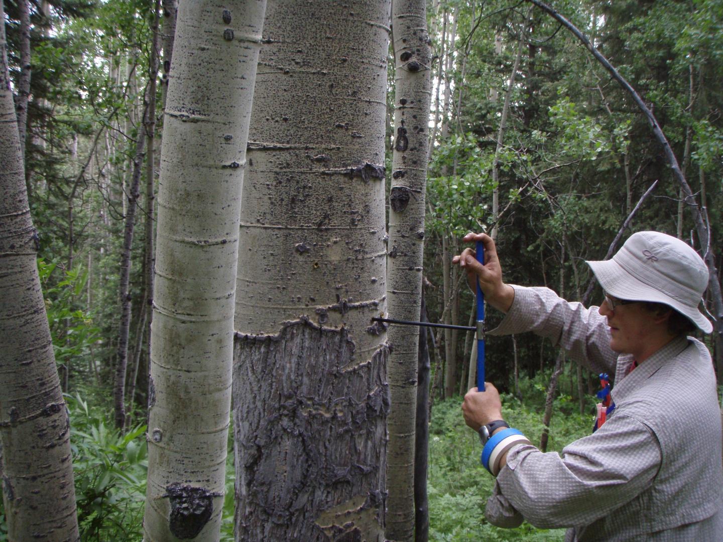 Colorado Tree Ring Sampling