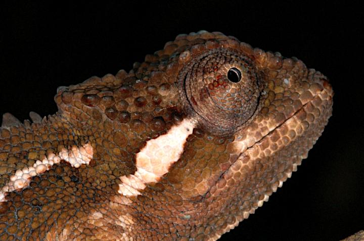 Head detail of Trioceros wolfgangboehmei
