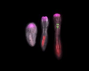 Chicken embryos