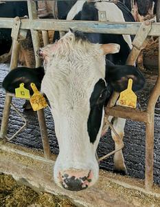Image 4 - Initial cow farm trial