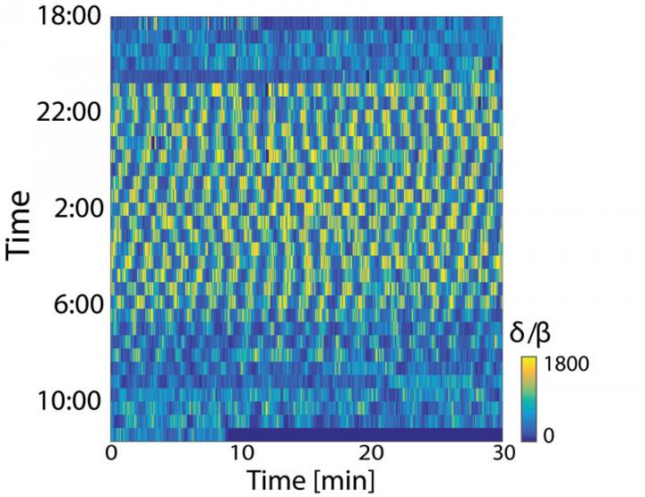 Sleep Oscillations