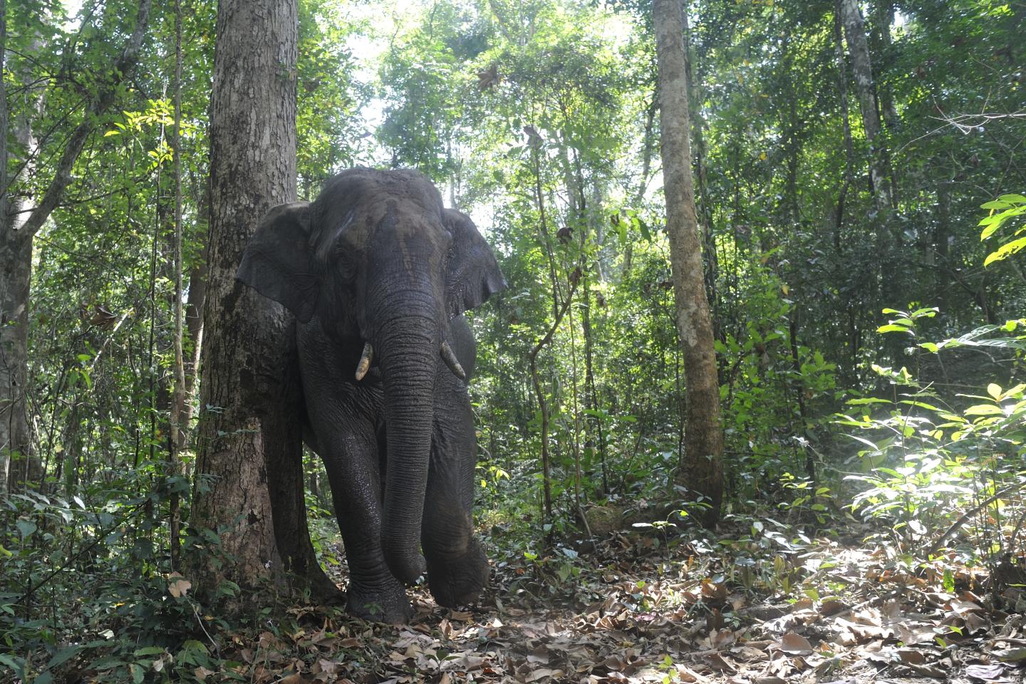 For One Tropical Tree, Effective Seed Dispersal Relies on Many Animals, but Especially Elephants