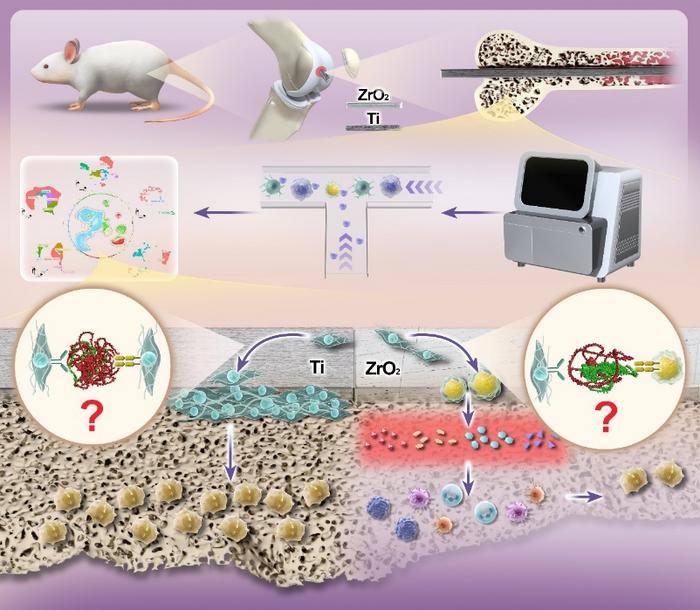 Fig. 1 Divergent immune and osteogenic responses to titanium (Ti) versus zirconia (ZrO2) implants in the bone microenvironment, determined by single-cell transcriptomics.