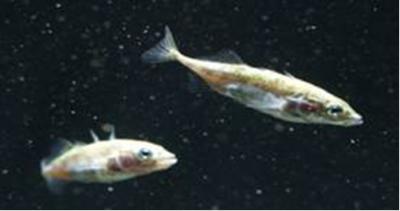 Sticklebacks