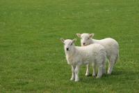 Lambs