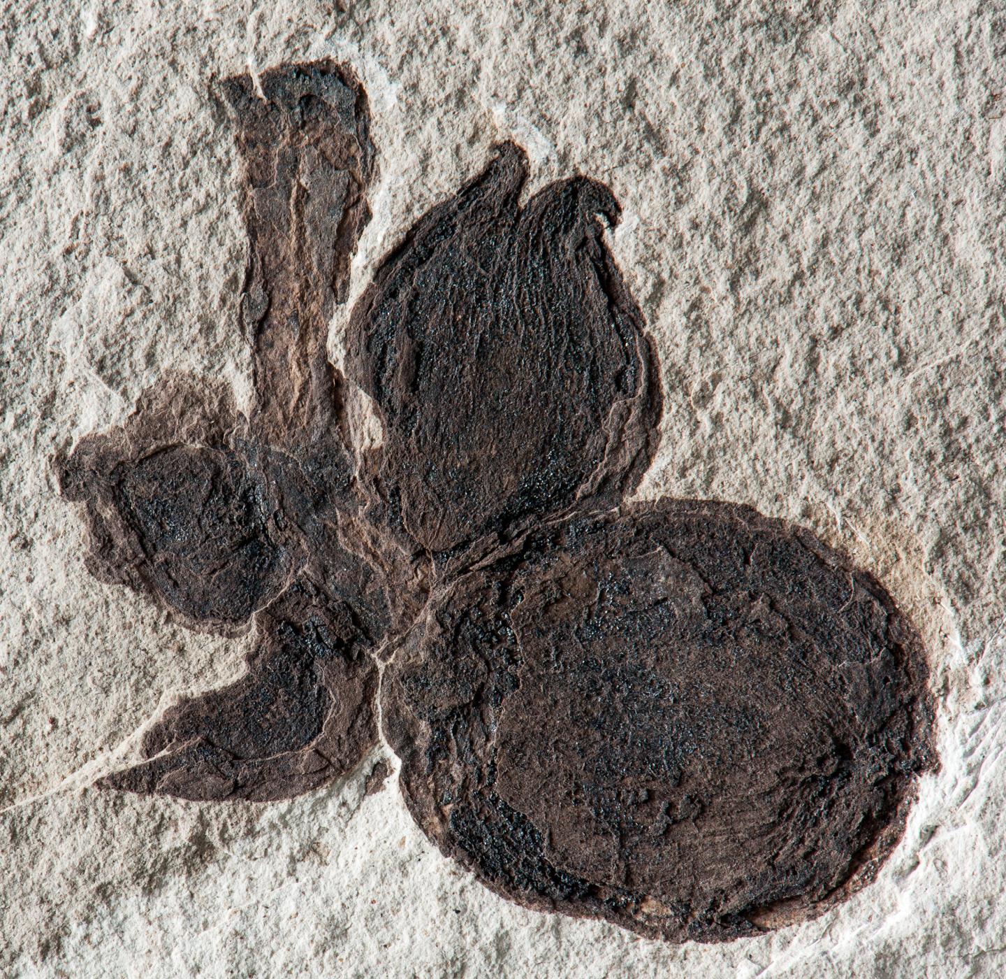 Discovery of Fossil Fagaceae in Patagonia Upends Plant Family Origin Story (3 of 7)