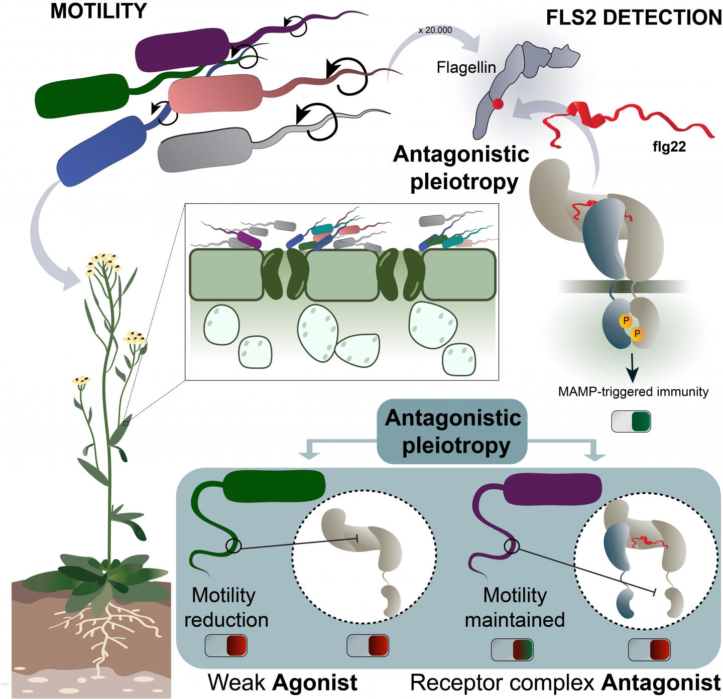 Parys et al., Cell Host & Microbe 2021