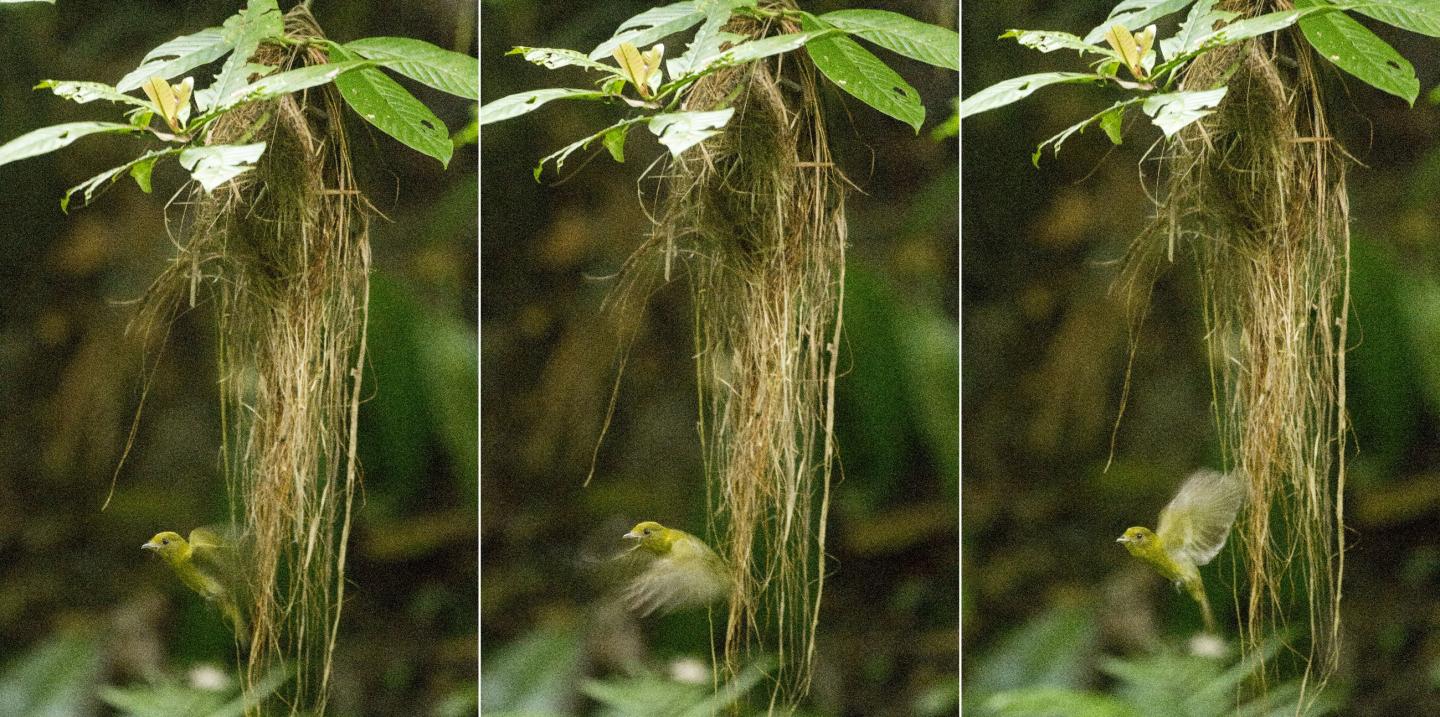 Sapayoa Nest