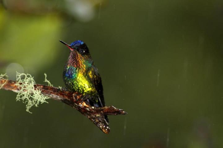Fiery-Throated Hummingbird (<em>Panterpe insignis</em>)