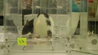 Video Of Grasping Rat