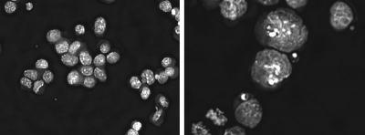 Stem Cells Lacking Smc2