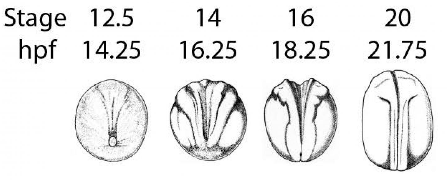 Neural Tube Formation