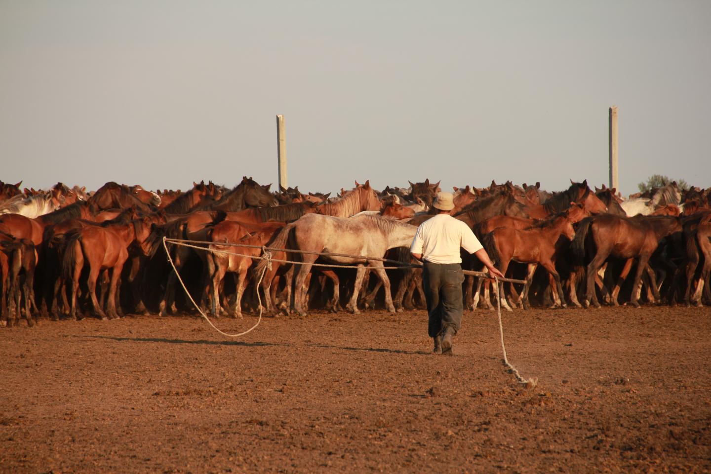 Catching Horses