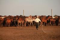 Catching Horses