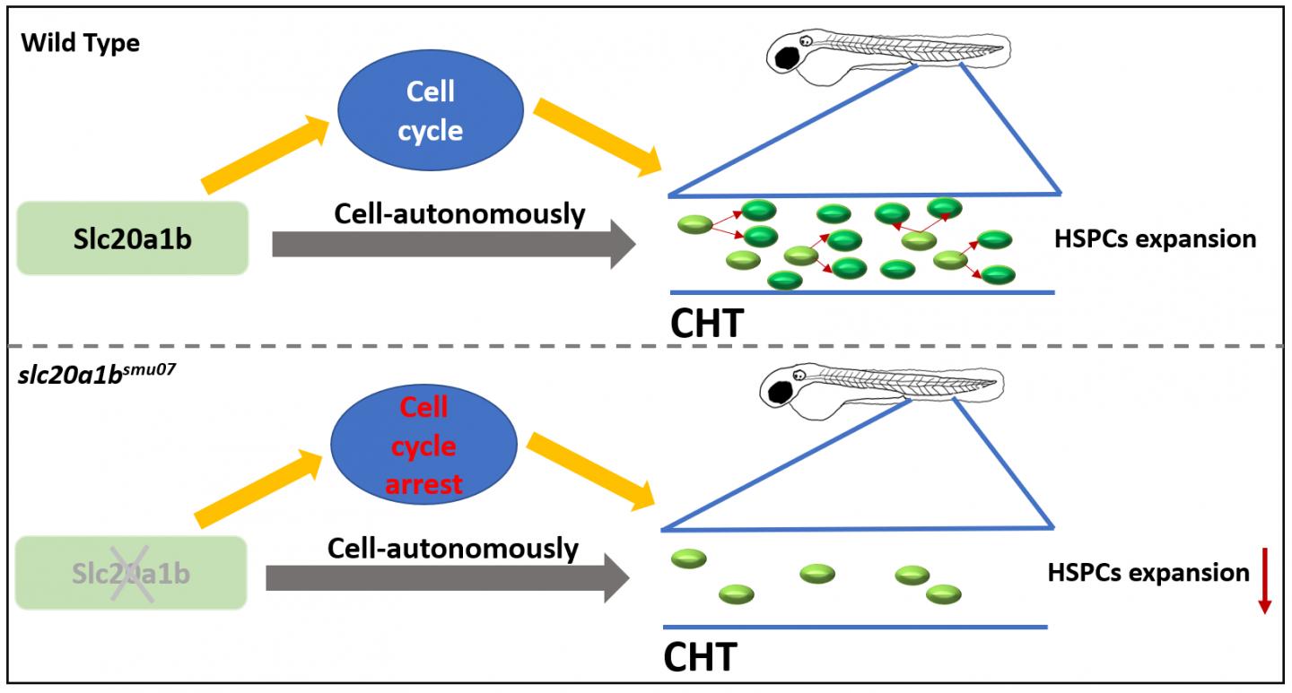 Figure 2:
