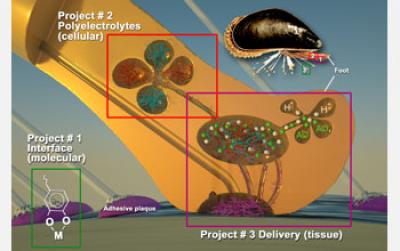 Adaptations of the Adhesive System of the Common Mussel Could Lead to New Commercial Products