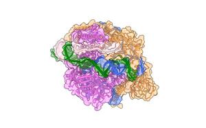 Protein structure of Al3Cas12f
