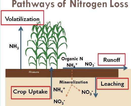 Nitrogen cartoon