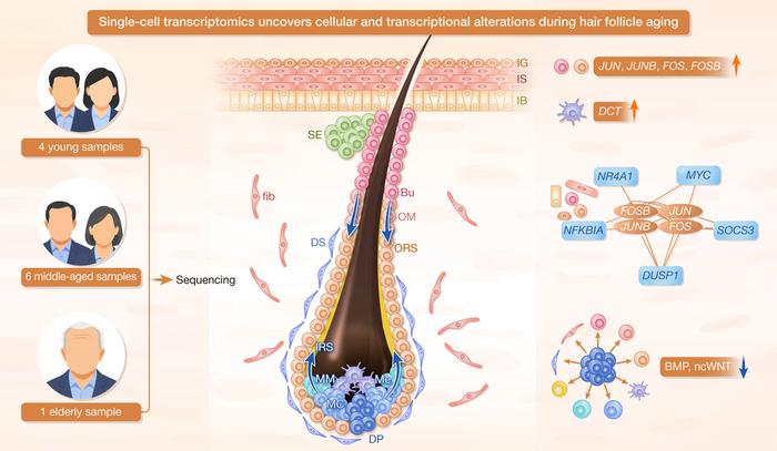 Single-cell RNA sequencing profiles age-related transcriptional landscapes in human hair follicle cells