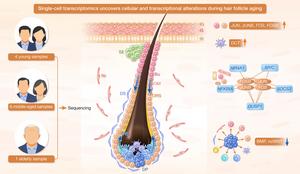 Single-cell RNA sequencing profiles age-related transcriptional landscapes in human hair follicle cells