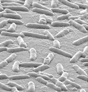 Electron micrograph of P. aeruginosa bacteria attached to a surface