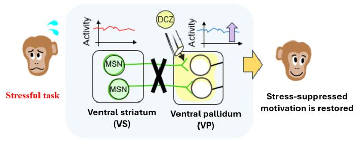 Figure 2. Selectively switching off a brain pathway involved in motivation.