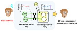 Figure 2. Selectively switching off a brain pathway involved in motivation.