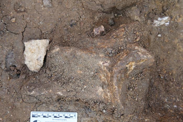 Oldowan flake with hippopotamus shoulder bone