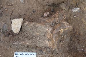 Oldowan flake with hippopotamus shoulder bone