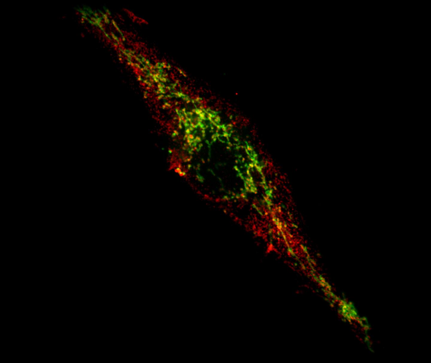 Cell