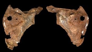The ventral (left) and dorsal (right) views of the Shanidar A scapula.