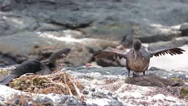 Why the Galapagos Cormorant Lost its Ability to Fly