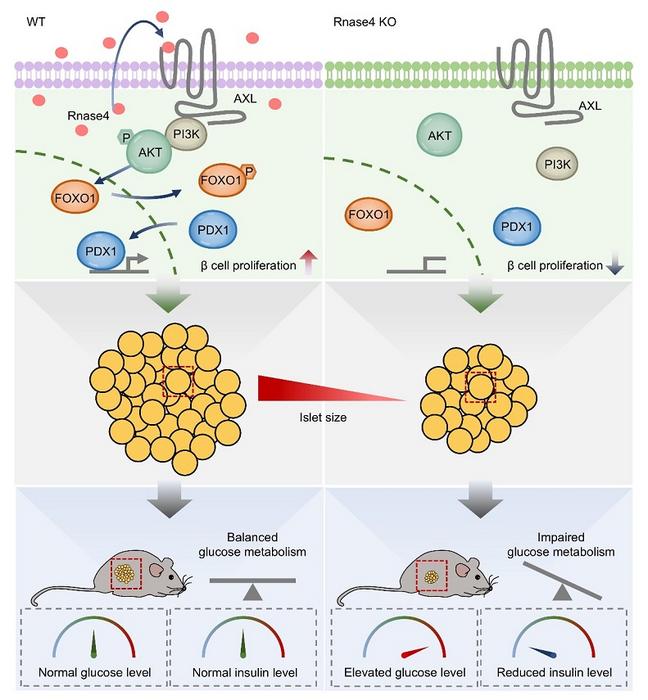 Rnase4 regulates the proliferation of pancreatic islet β cells and blood glucose homeostasis through the Axl-PI3K/Akt/FoxO1/Pdx1 signaling pathway