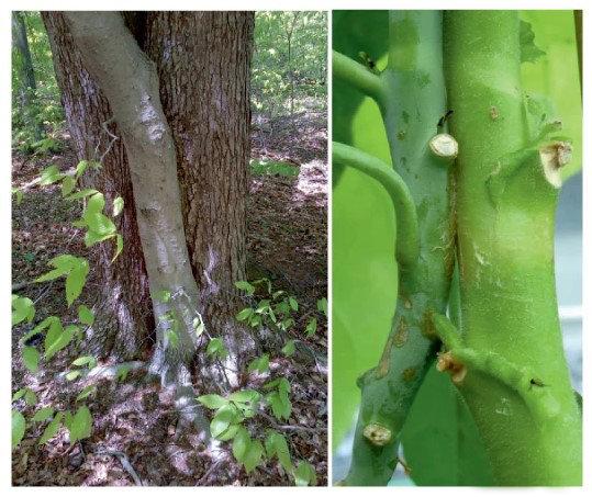 Natural stem graft
