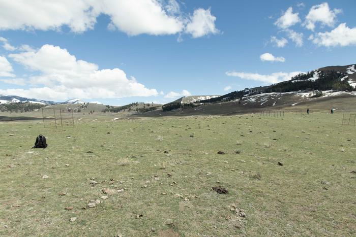 A grazing lawn site in early spring