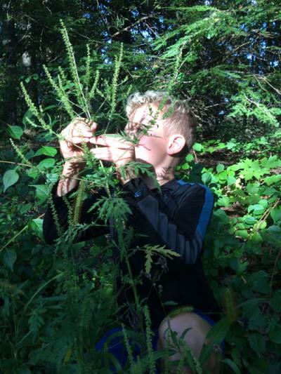 A Tall Ragweed Plant