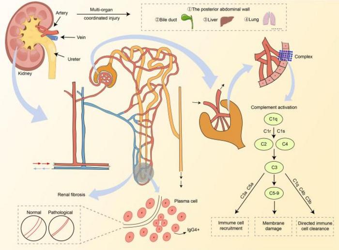 Metabolic-Immune Crosstalk in IgG4-RD Renal Fibrosis