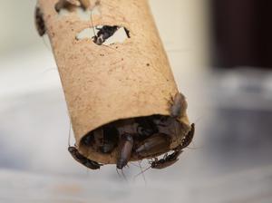 COCKROACHES
