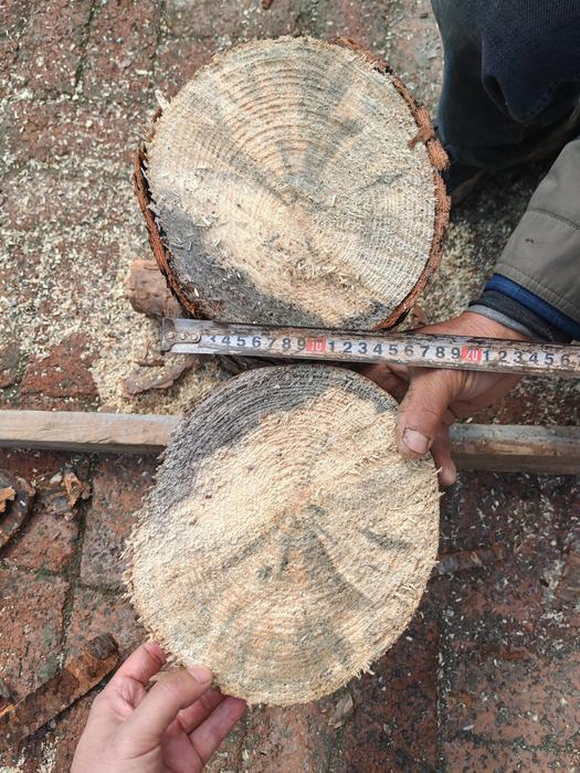 Chinese scientists report well-preserved fossil blue-stain fungus from the Jurassic