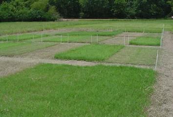 Bermudagrass
