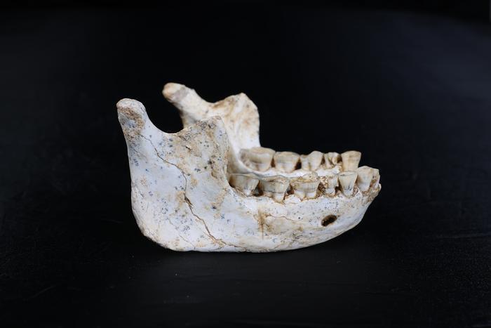 773,000-year-old mandible ThI-GH-10717