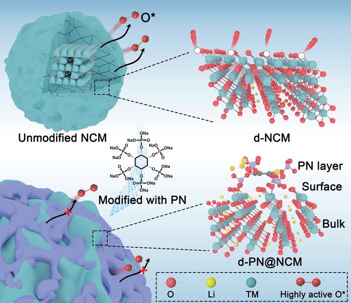 Schematic illustration of inhibiting the release of O* and structural degradation of delithiated state Ni-rich layered cathodes by PN.